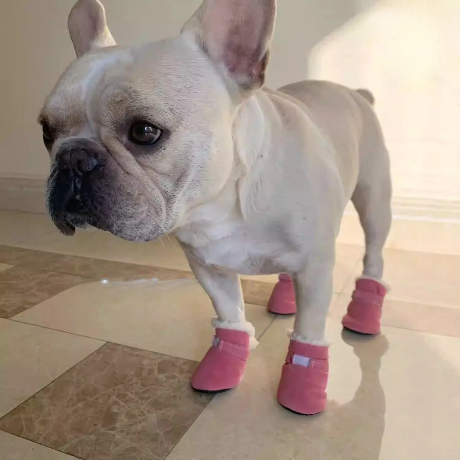 LuxePaw Soft Sole French Bulldog Booties – Stylish and Non-Slip